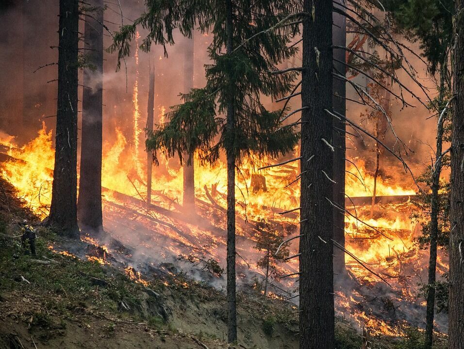 В течение суток в России устранили 80 лесных пожаров