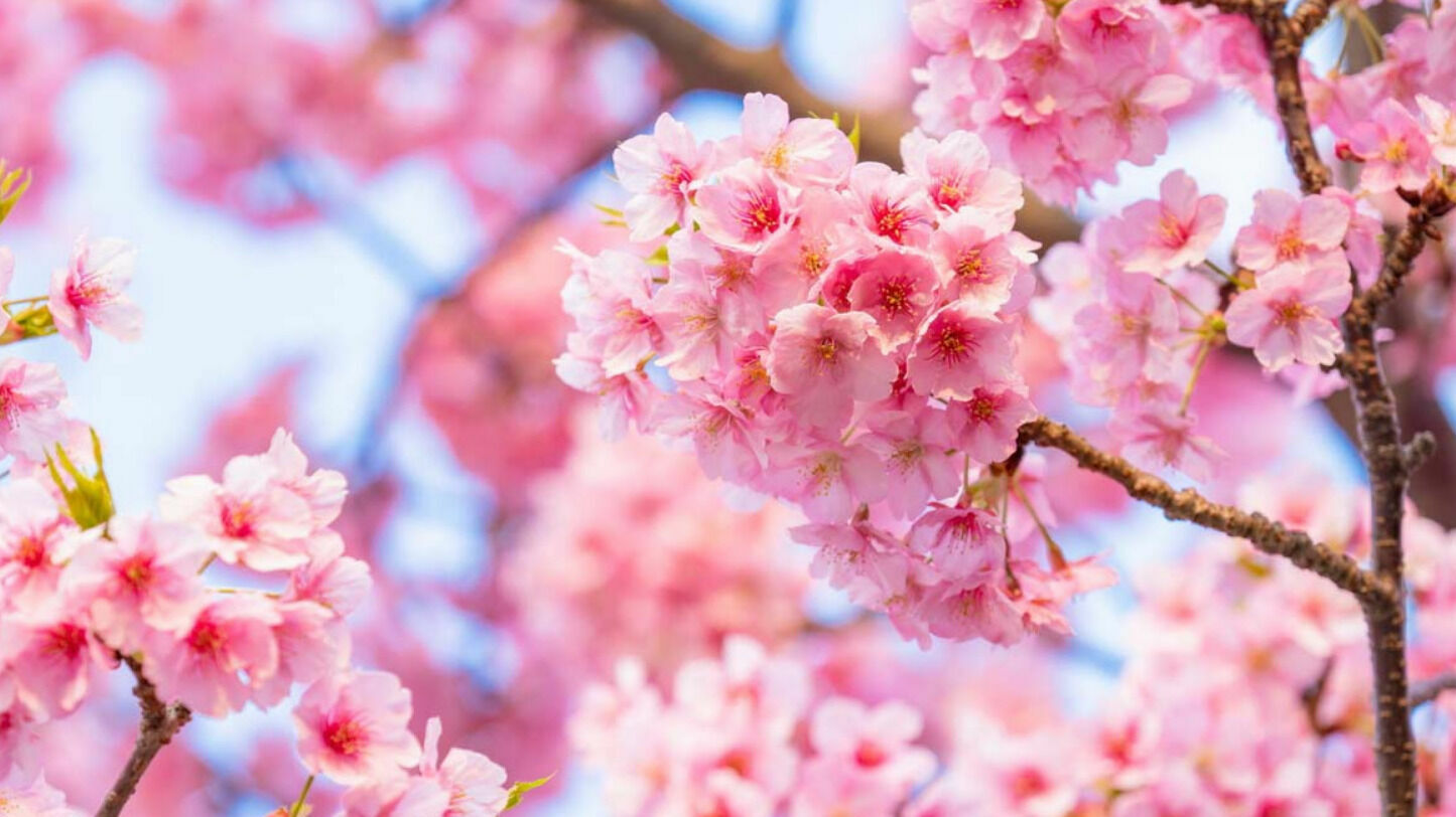 Цветение сакуры началось в Токио рекордно рано из-за глобального потепления