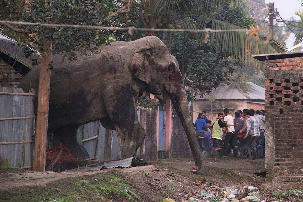 В Индии умер слон-убийца, которого звали бен Ладен