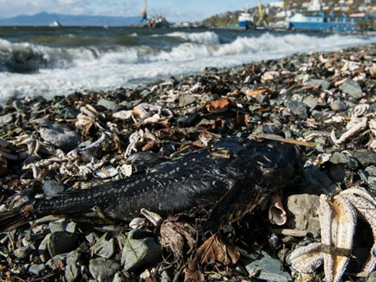 На берегах Камчатки снова нашли мертвых морских животных