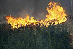 Австралия: число жертв огненной стихии достигло сотни