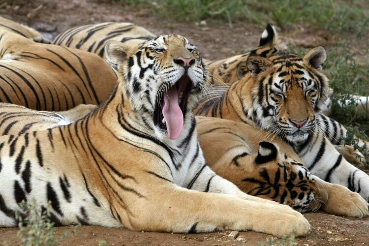 Впервые за 100 лет в мире зафиксирован рост числа тигров