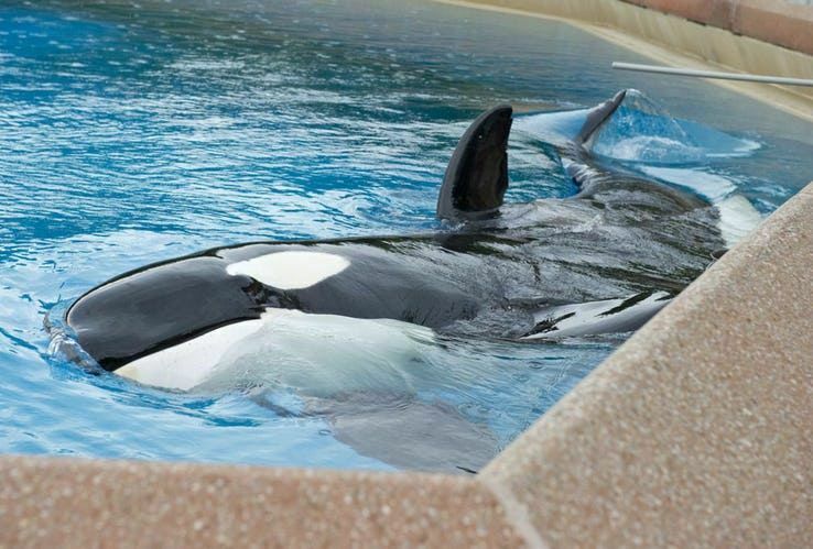 Госдума одобрила законопроект о запрете вылова китов и дельфинов