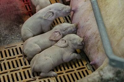 Китай готов массово пересаживать органы от свиней к людям
