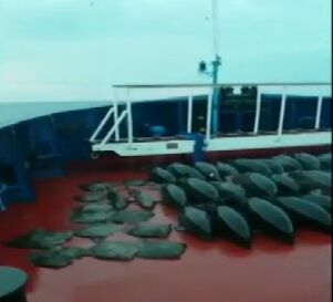 В Чёрном море украинские браконьеры убили 46 дельфинов (Видео)