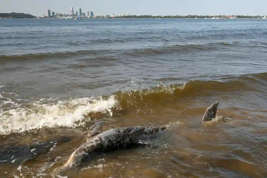 Мертвая самка дельфина, выброшенная на берег неподалеку от Перта, Австралия