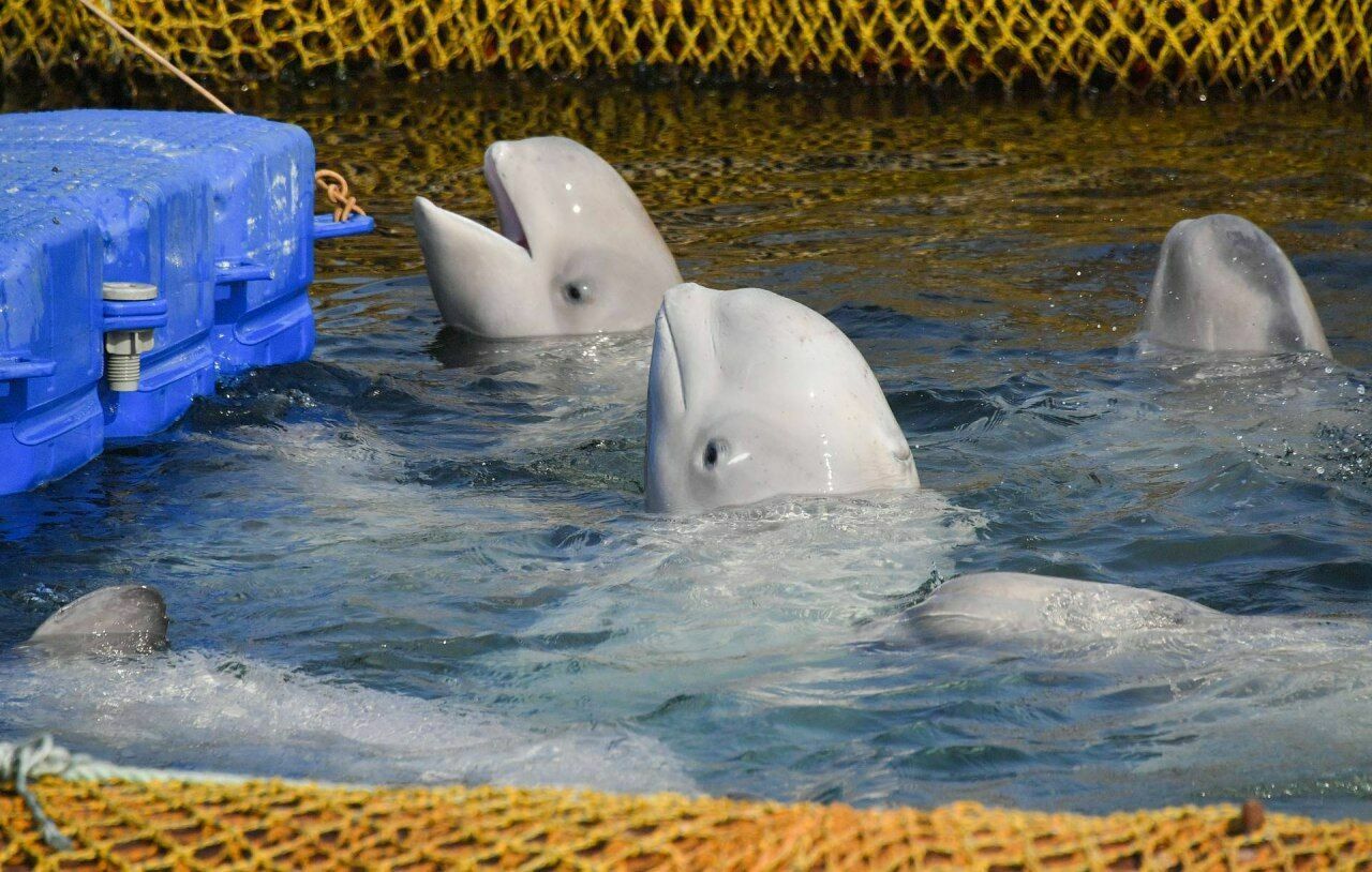 Кремль прокомментировал отказ владельца "китовой тюрьмы" выпускать животных на волю