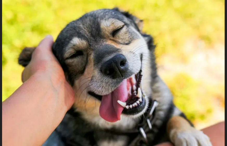 Поглаживание собаки полезно для мозга человека, показало новое исследование