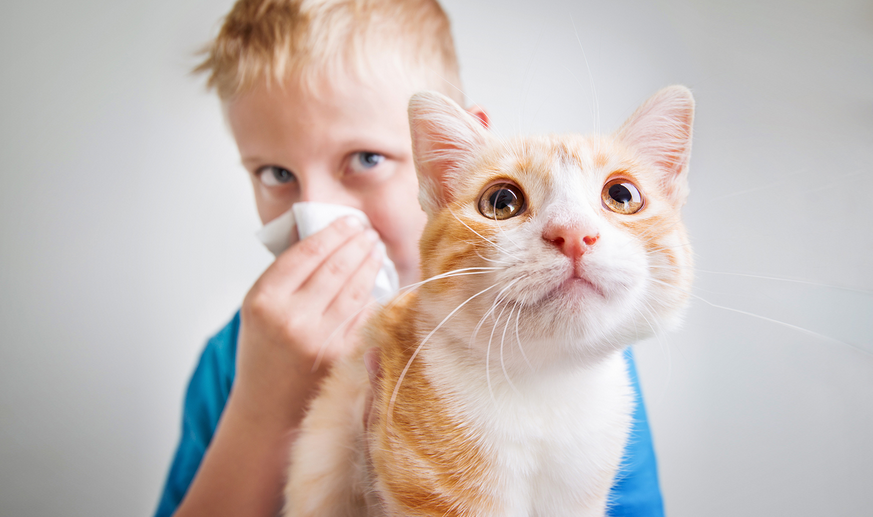 Американская биотехнологическая компания планирует производить гипоаллергенных кошек