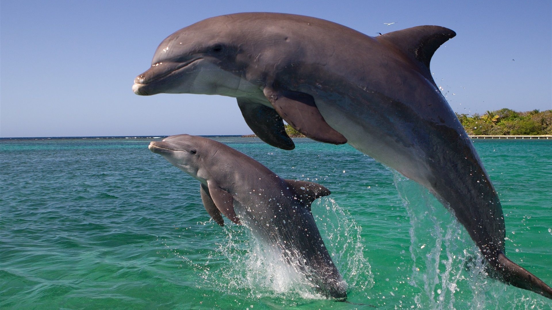 Экоактивисты сообщили о массовой гибели черноморских дельфинов после начала СВО