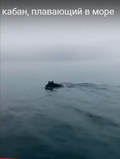 Рыбаки засняли плывущего по морю... кабана (видео)