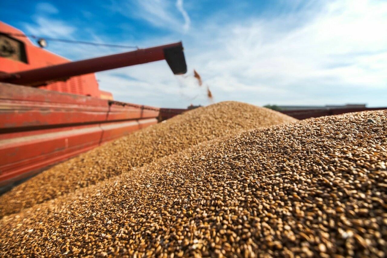 Берлин заявил, что Европа недополучила свыше 3 млн тонн зерна
