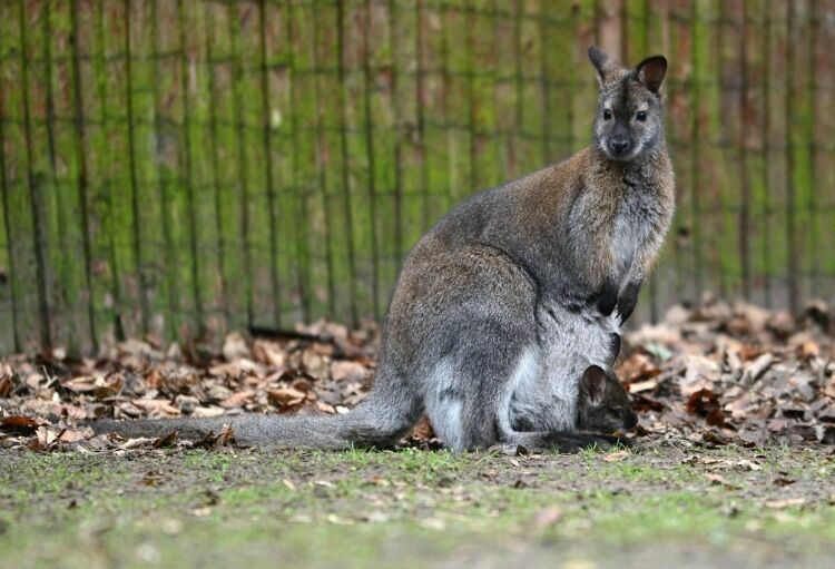 Австралийский подросток сознался в подготовке теракта с помощью кенгуру