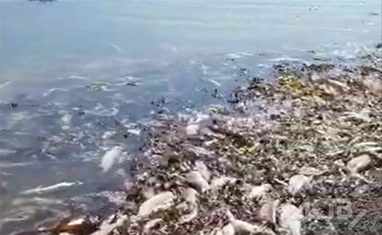 В бухте на Сахалине обнаружили тонны гниющего лосося