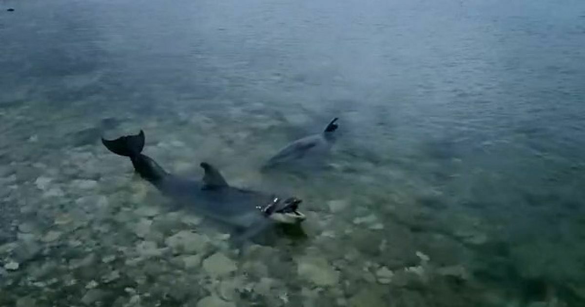 В Севастополе ищут дрессированных дельфинов, выброшенных в открытое море