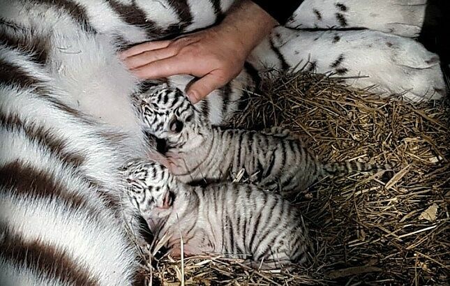 В Большом московском цирке родились белые тигрята