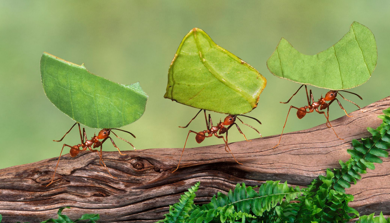 20 000 000 000 000 000: ученые подсчитали число и вес всех муравьев на Земле