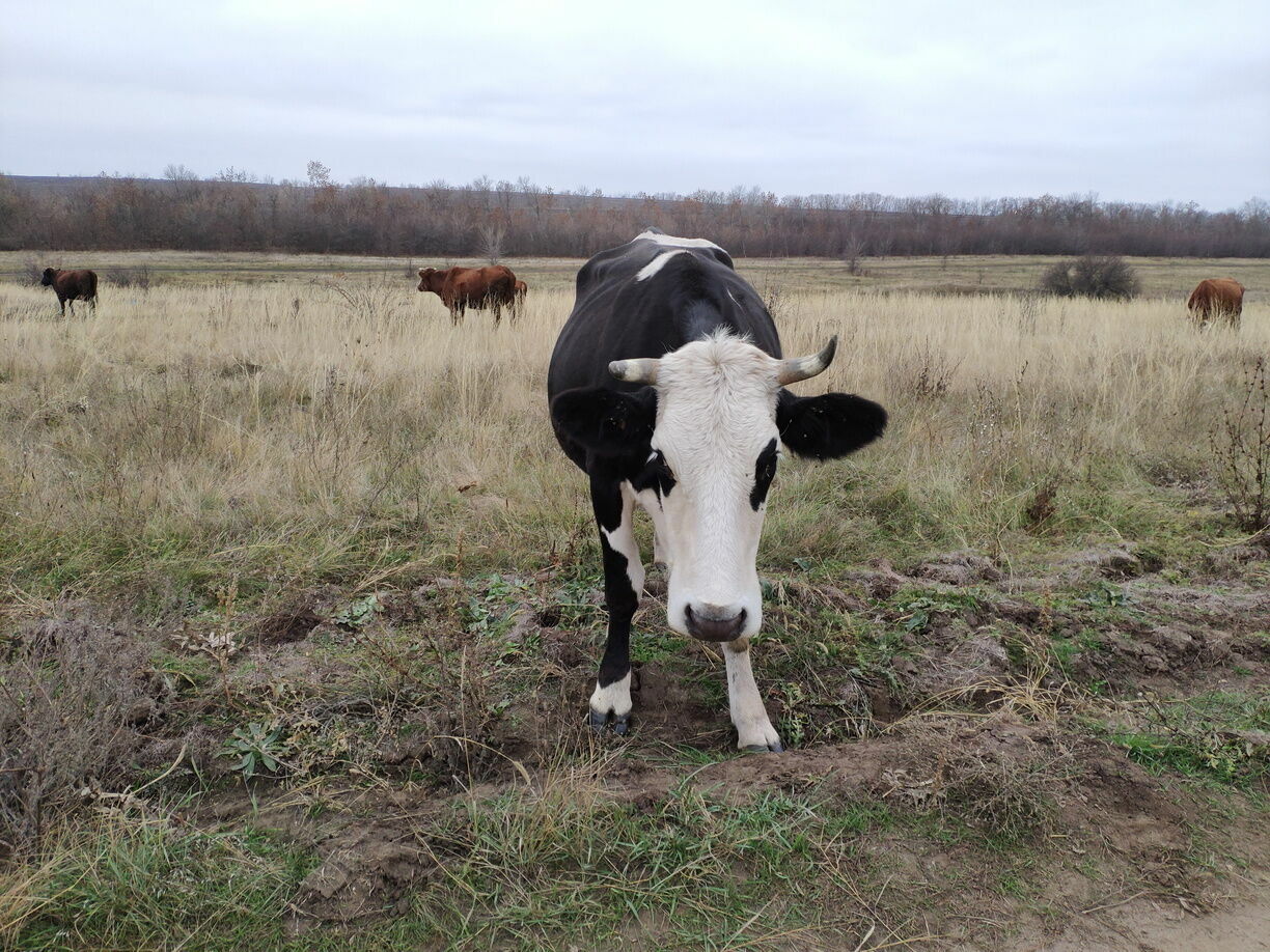 В Пермском крае от неизвестного вируса погибли десятки коров