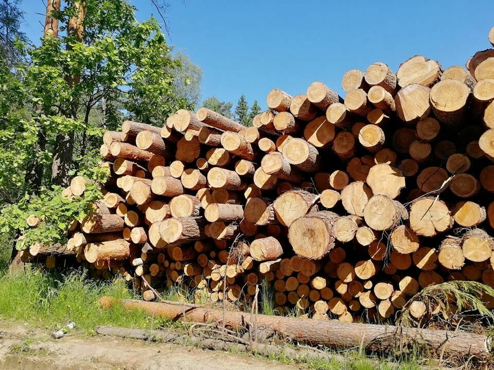 Павел Пашков: весь лесной бизнес в центральной Сибири принадлежит Китаю
