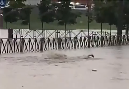Видео дня: краснодарец устроил заплыв прямо на улице