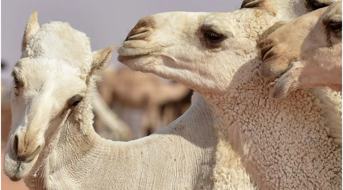 С конкурса красоты сняли 40 верблюдов: заводчики накачали им носы и губы ботоксом