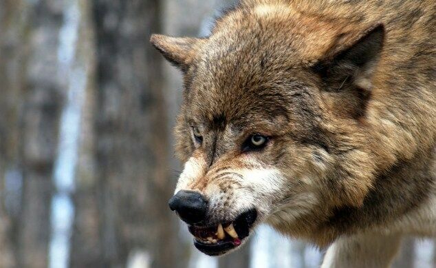 Жители Пермского края жалуются на нашествие волков