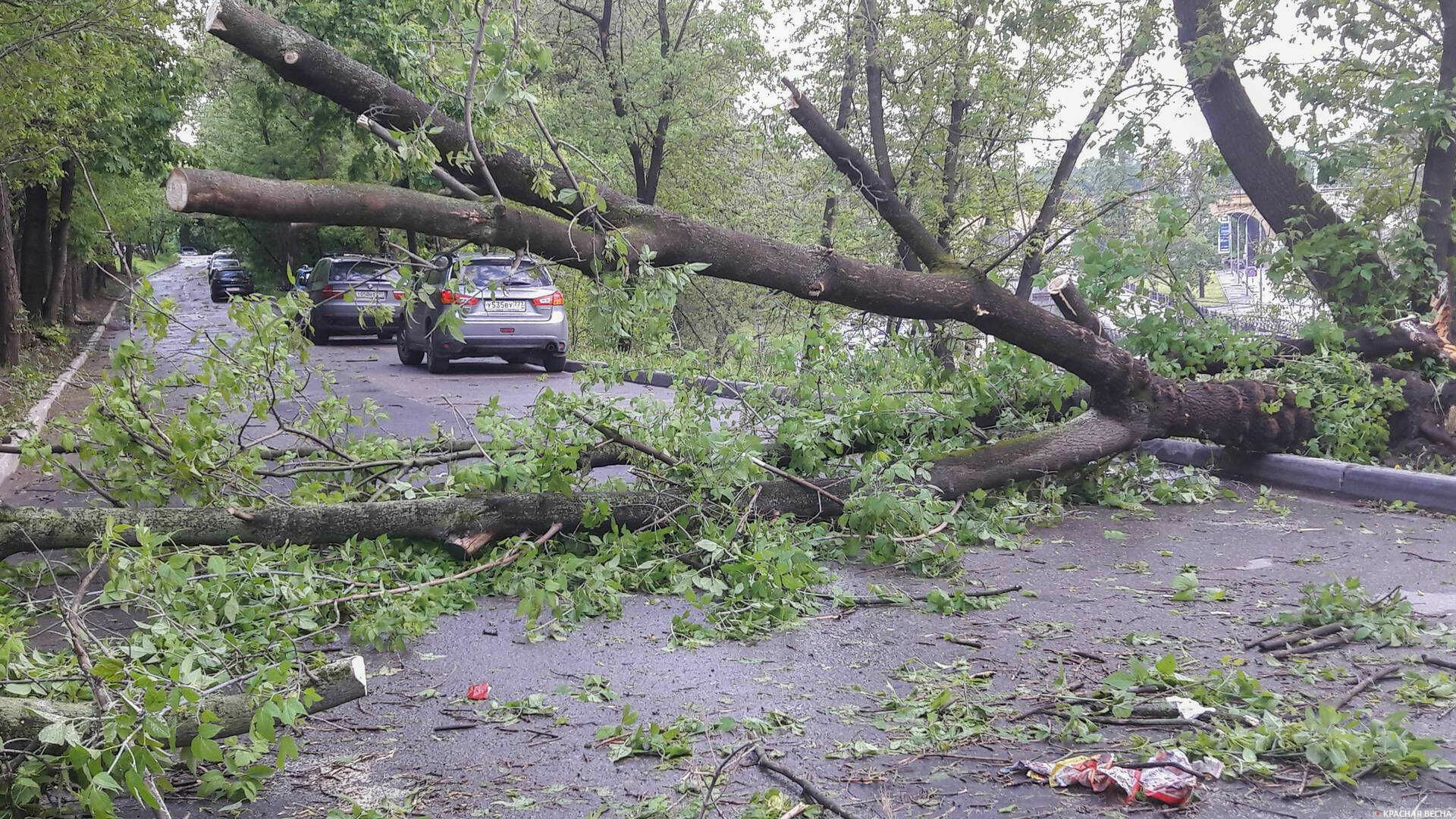 Сильный ветер за ночь повалил 15 деревьев и повредил машины в Москве