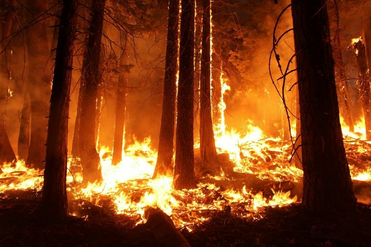 В России возросла площадь лесных пожаров