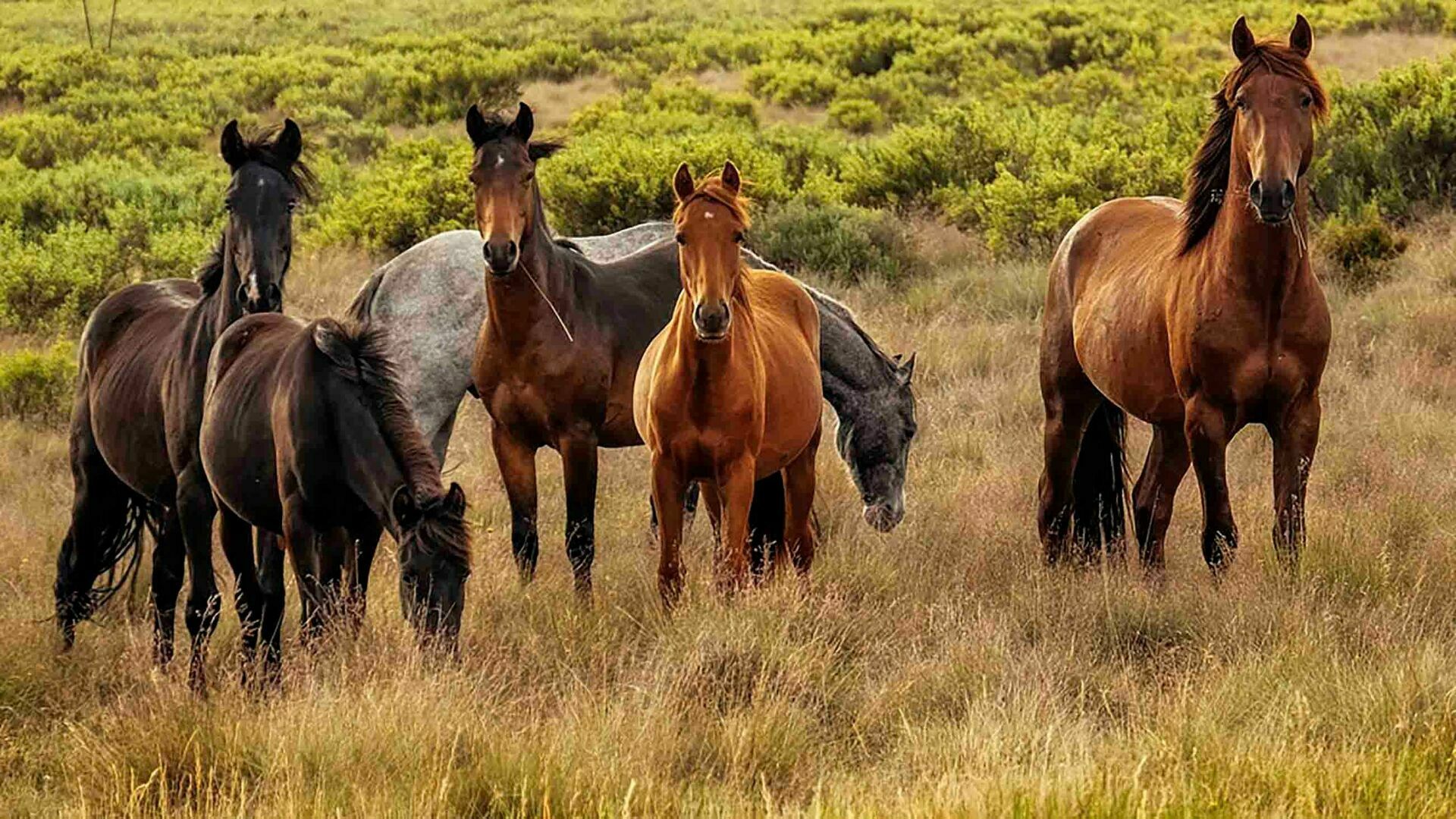 10 000 диких лошадей собираются убить в Австралии. Ученые считают, что этого мало