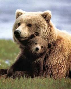 На трассе Москва — Санкт-Петербург сбита семья медведей