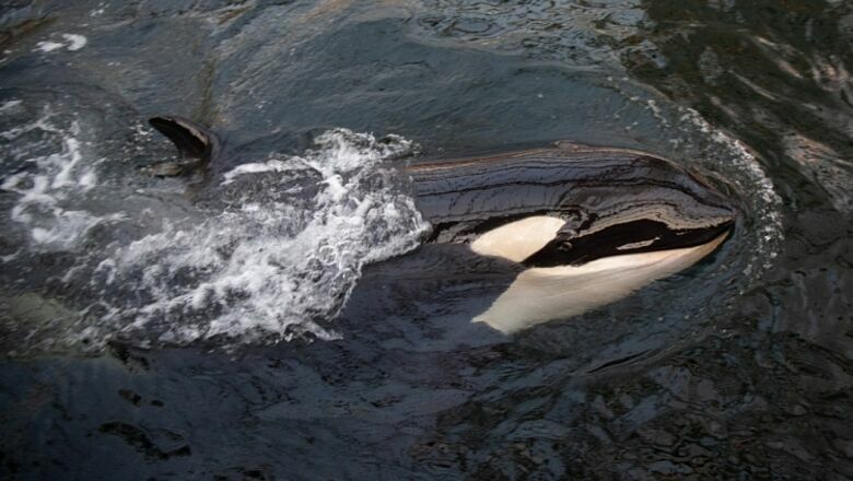 Свобода хуже неволи. Закрытие "китовой тюрьмы" может погубить животных