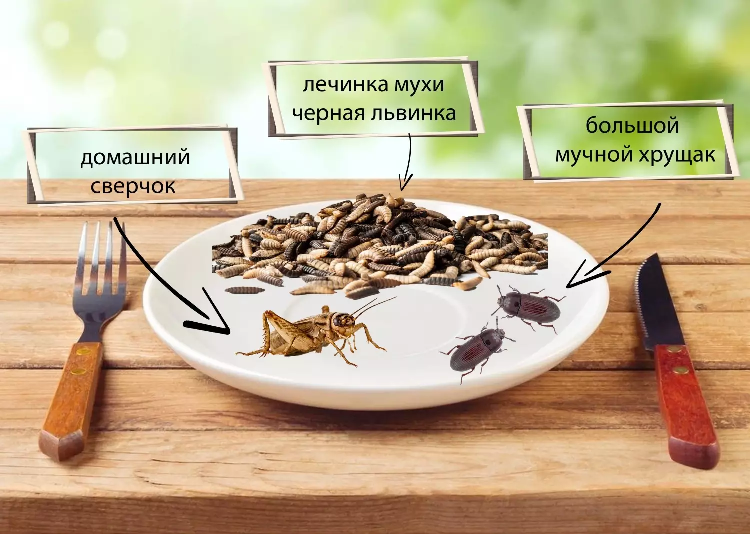 Каких насекомых чаще всего употребляют в пищу?
