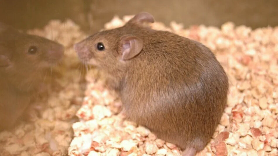 Японским ученым удалось создать мышей с двумя биологическими отцами