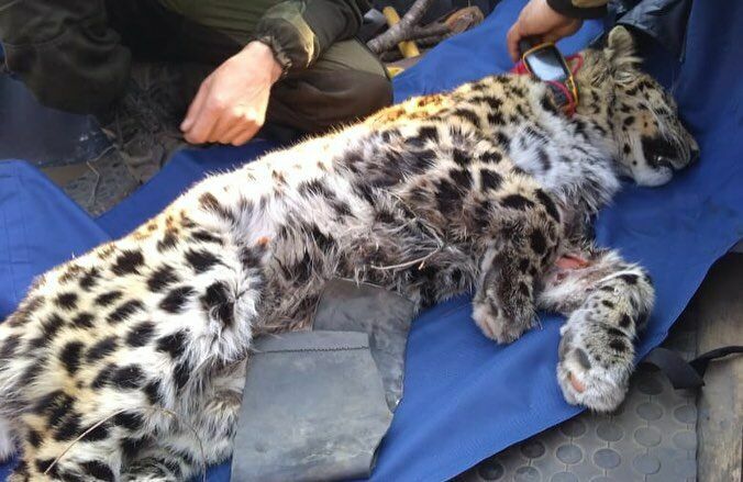 В Приморье борются за жизнь раненого леопарда