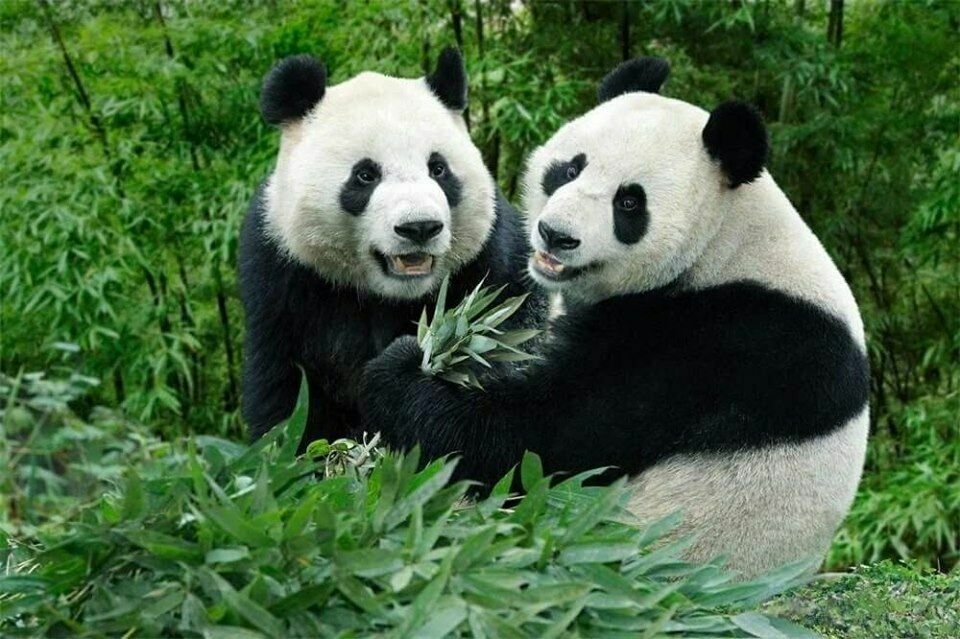 Цифра дня: сколько стоит аренда китайской панды
