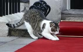 В резиденции премьер-министра Великобритании на Даунинг-стрит хотят уволить кота
