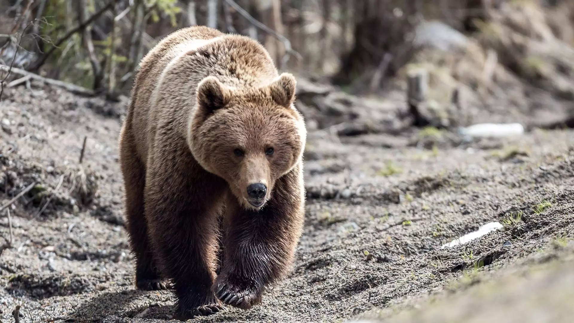 Популяция бурых медведей выросла свыше 300 тысяч особей