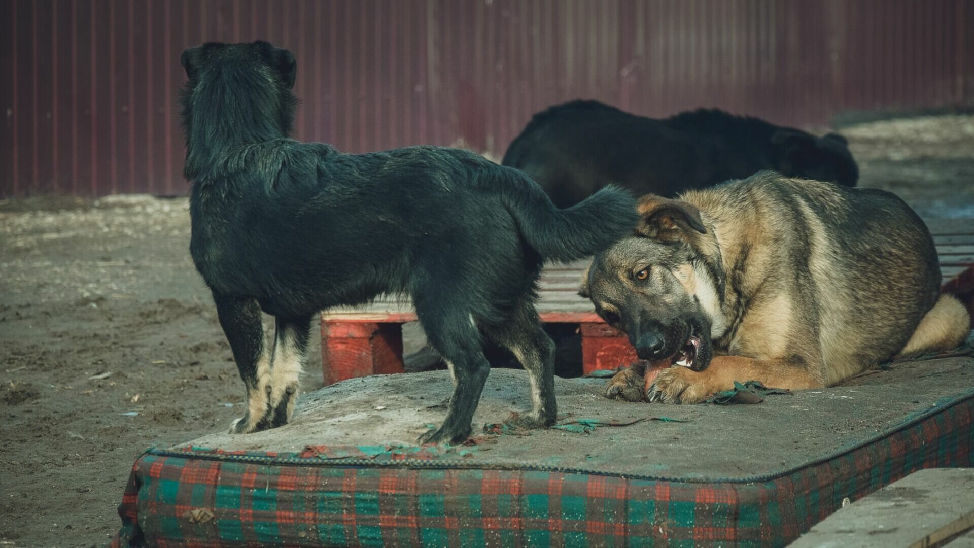 В Оренбурге выпустят на улицу бродячих собак, которые загрызли ребенка