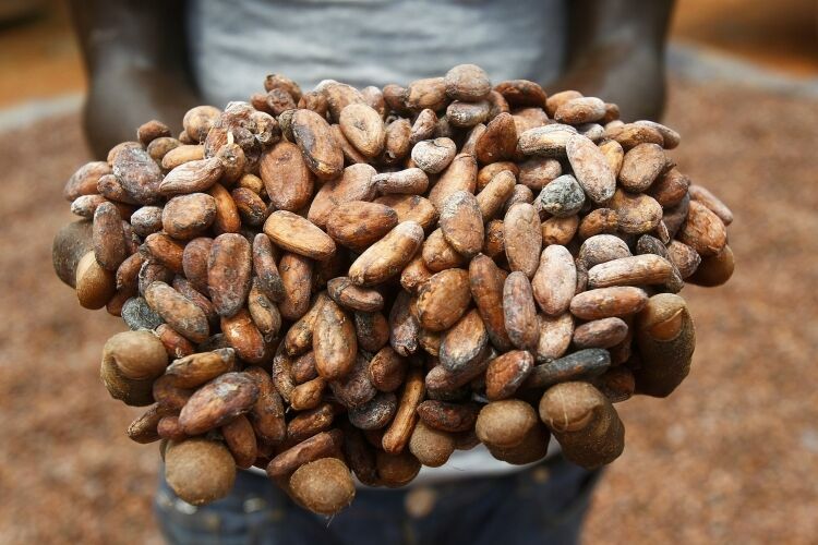 Импорт пальмового масла  и какао-бобов резко вырос