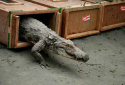 «Священный крокодил» сожрал паломницу в мусульманском храме