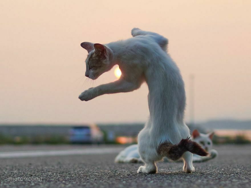 Японский фотограф снял серию про котов-ниндзя