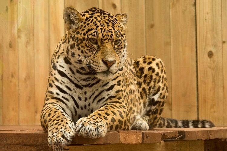 В таганрогском зоопарке застрелили ягуара из-за нападения на человека