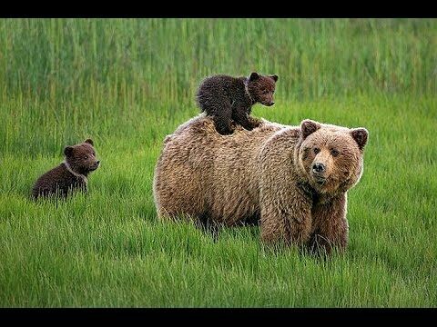 ФСБ приравняла бурых медведей к стратегическим ресурсам России