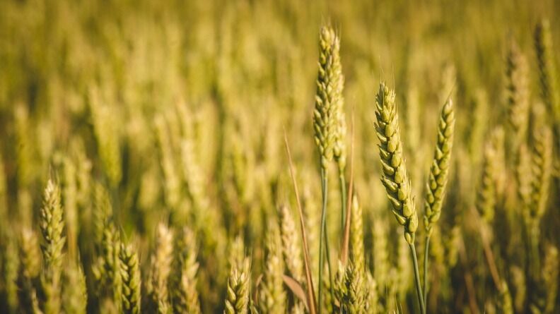 МИД РФ: зерновую сделку продлили на 60 дней