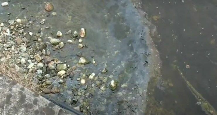 Жители Сочи пожаловались на загрязнение реки нефтепродуктами