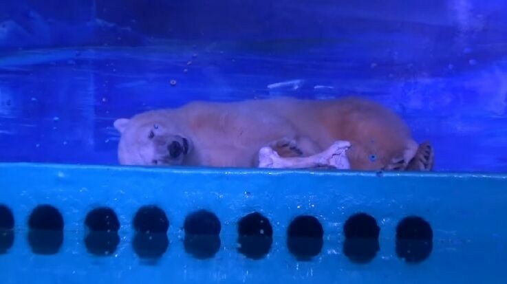 Самый грустный белый медведь в мире переехал из ТЦ в океанариум