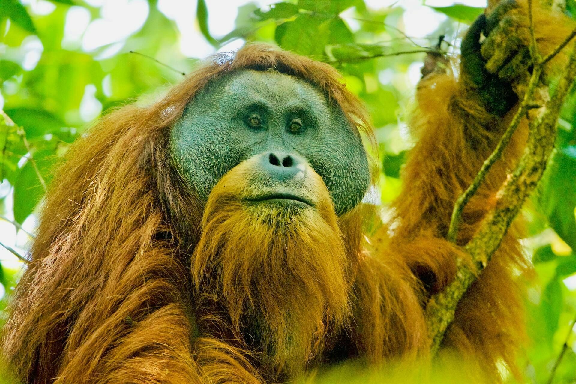 Редчайшая человекообразная обезьяна на Земле - на грани вымирания