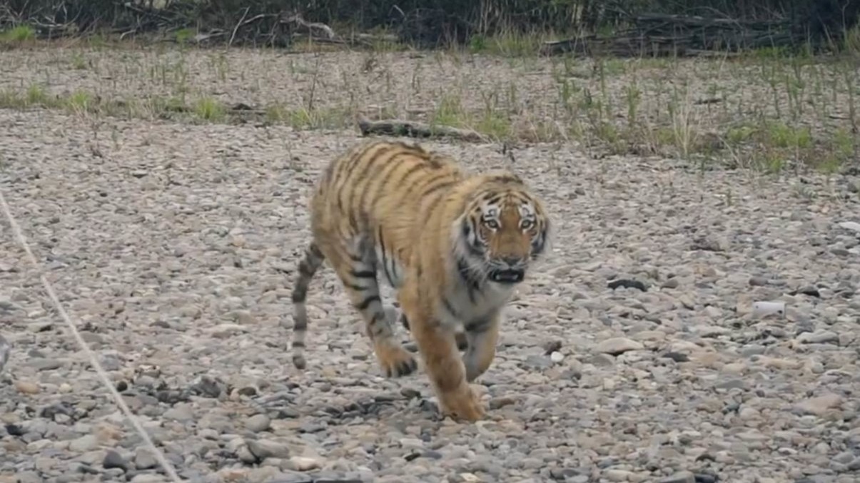 Жителей поселка в Приморском крае терроризирует тигр (ВИДЕО)