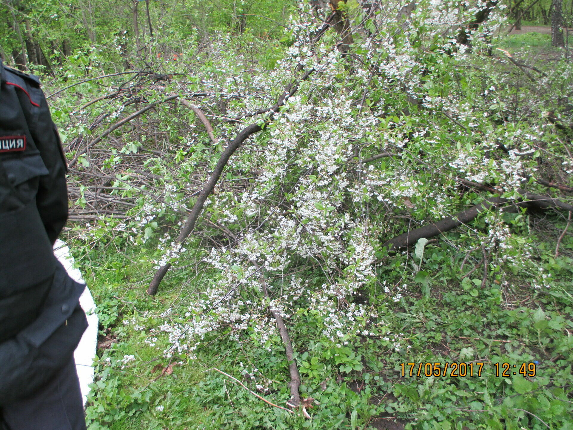 В парке усадьбы Строгановых на Яузе незаконно вырублены сотни деревьев
