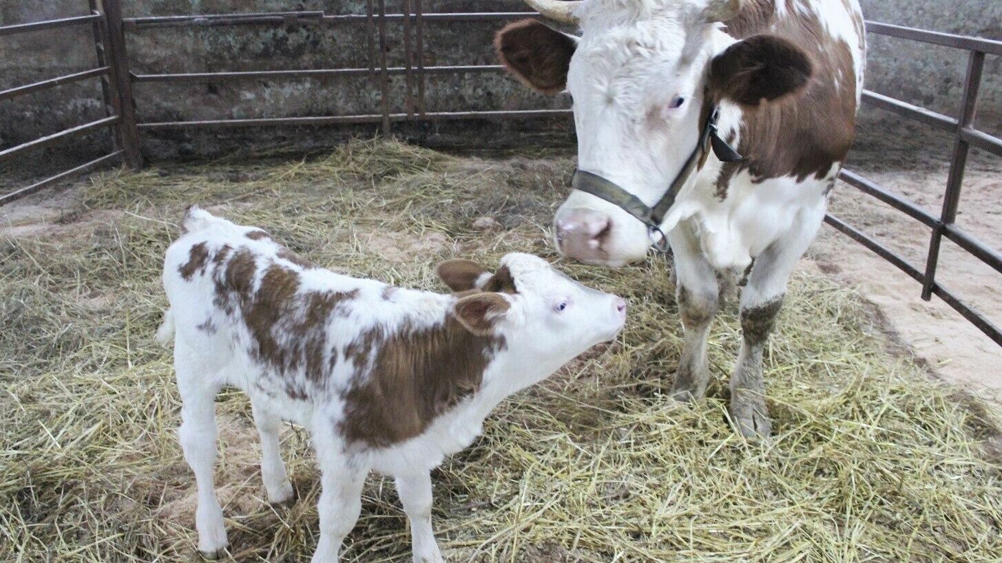 Российские ученые впервые получили потомство от клонированной коровы